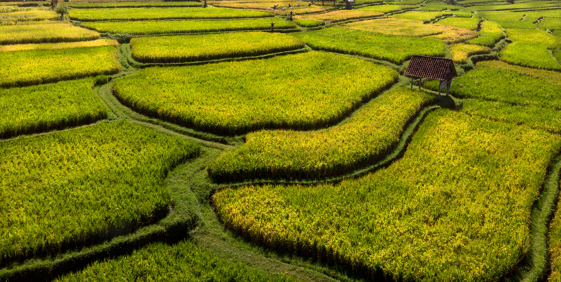 rijstvelden bij kiliki op bali gemaakt met drone